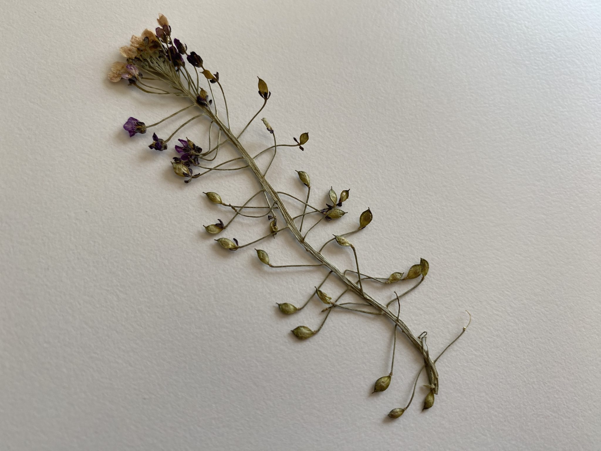 La zona de interés Blu-ray flor de regalo